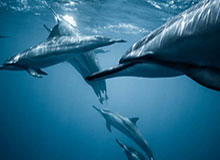 华体会官网：开启体育体验新纪元的官方平台